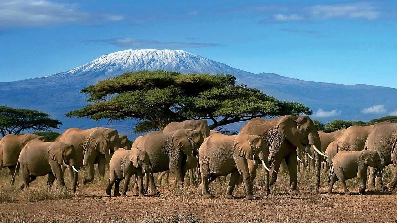 best kenya safari itineraries - Elephants