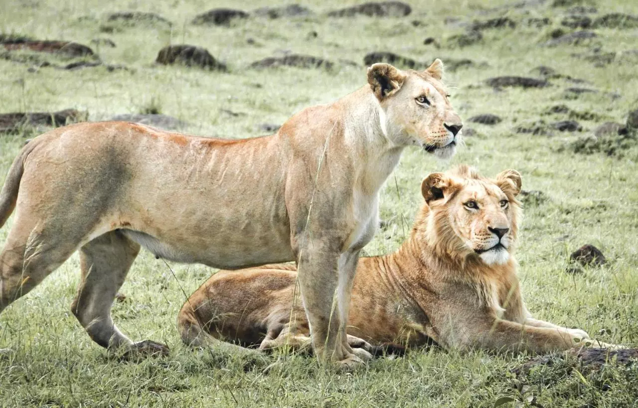 Kenya holidays 2025- lions