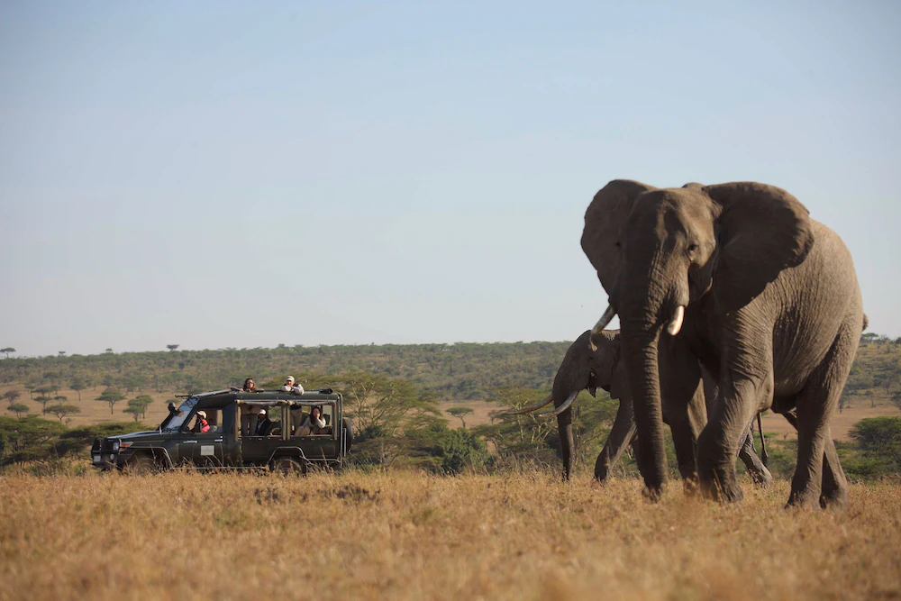 Kenya safari 2024 - game drive