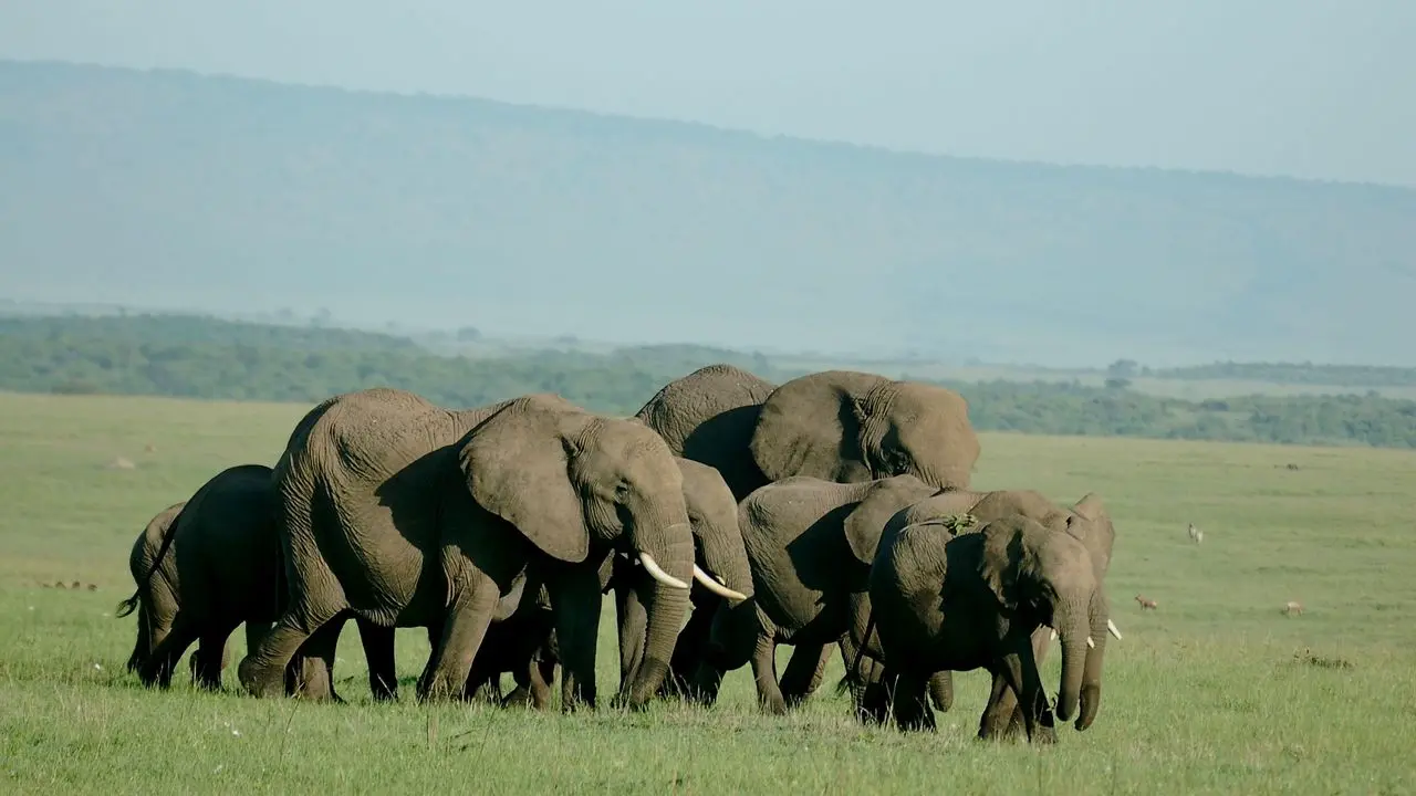 6 days kenya safari package- Elephants