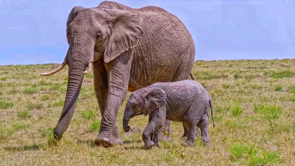 Masai Mara Safari- Elephants