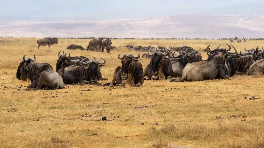 Masai Mara to Nairobi Safari - the great wildebeest migration