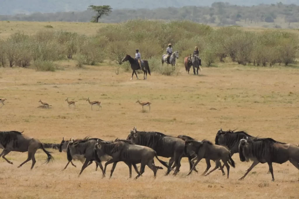 18 Days Kenya Family Safari - Masai Mara cost. Horseback riding safari in Masai Mara.