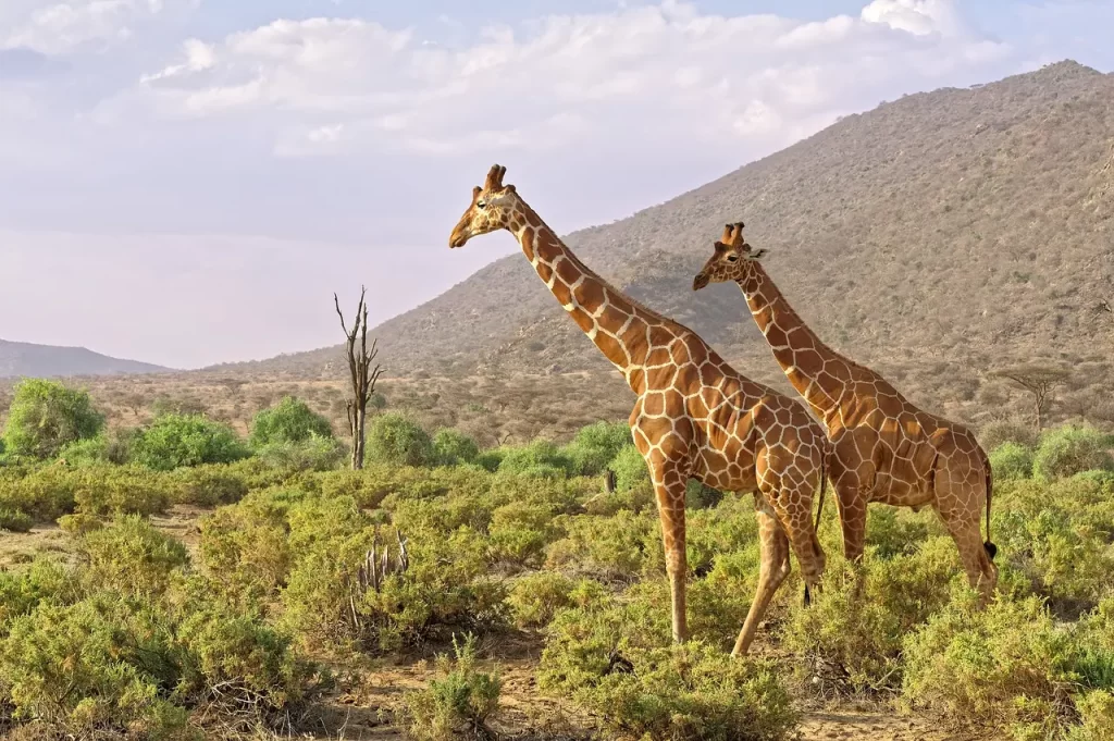 18 Days Kenya Family Safari - Masai Mara cos. Giraffes in Samburu Kenya.