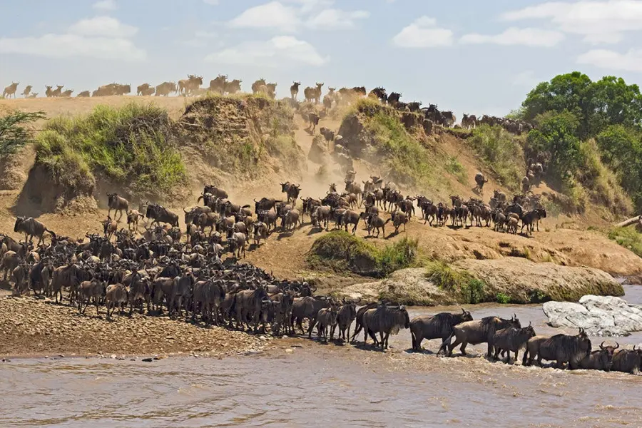 12 Days Kenya Safari - Masai Mara safari price. Mara river crossing.