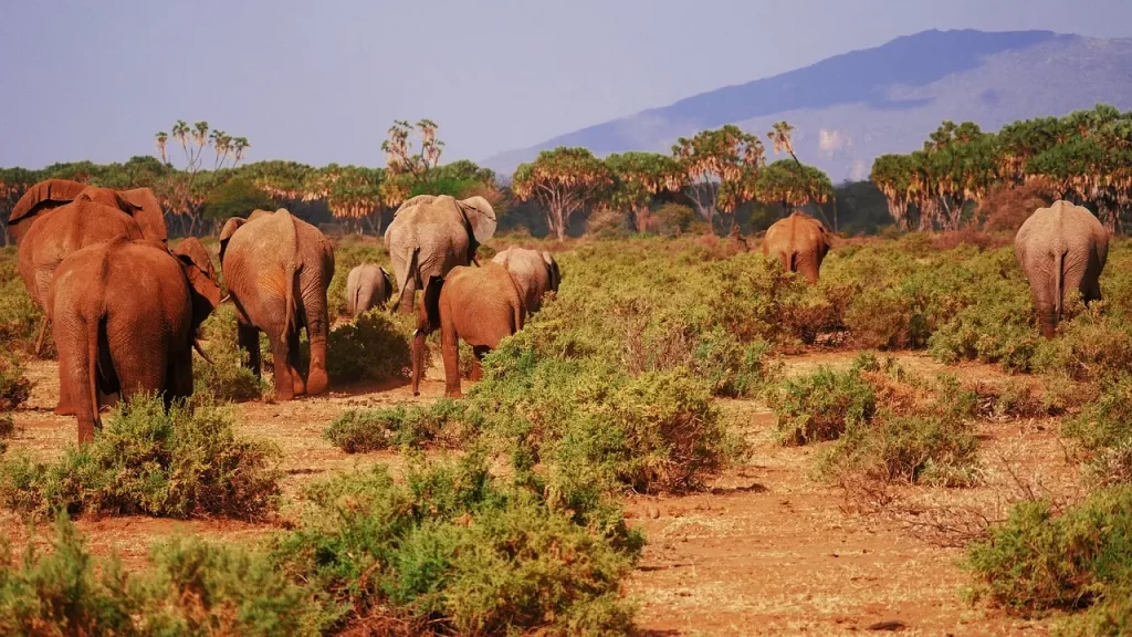 12 Days Kenya Safari - Masai Mara safari price. Elephants in Tsavo National Park.