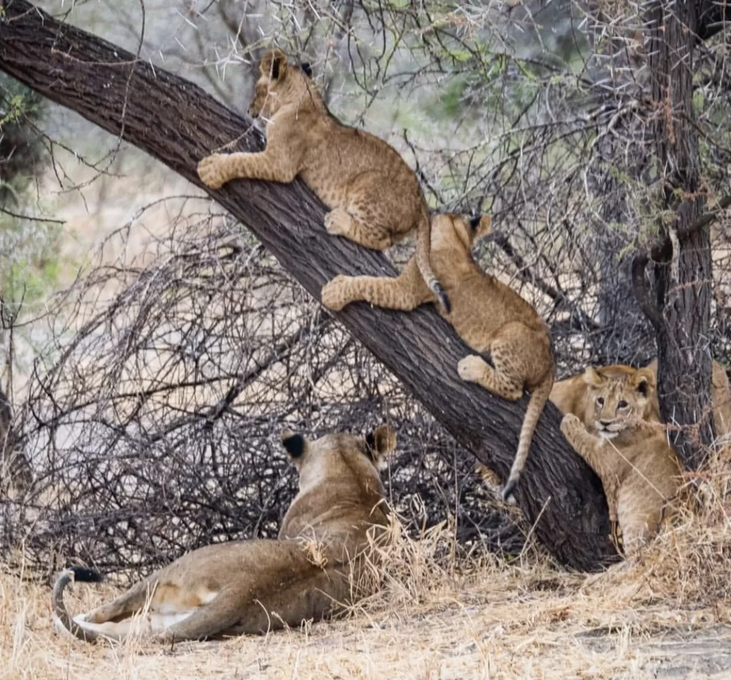 12 Days Kenya Safari - Masai Mara safari price. Lions Climbing a Tree in Masai Mara.