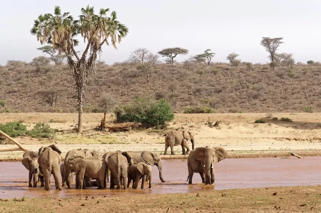 15 Days Kenya Masai Mara Safari. Best kenya safaris from india. Elephants and members of the big in Kenya.
