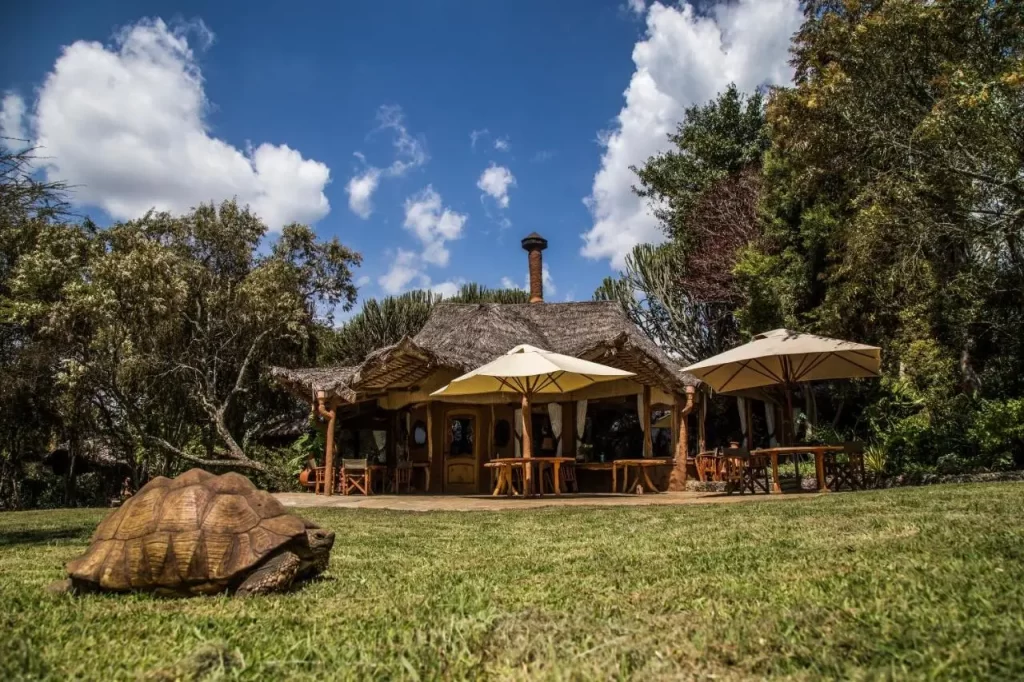 4 Days Masai Mara Safari. Lake Naivasha luxury resort.