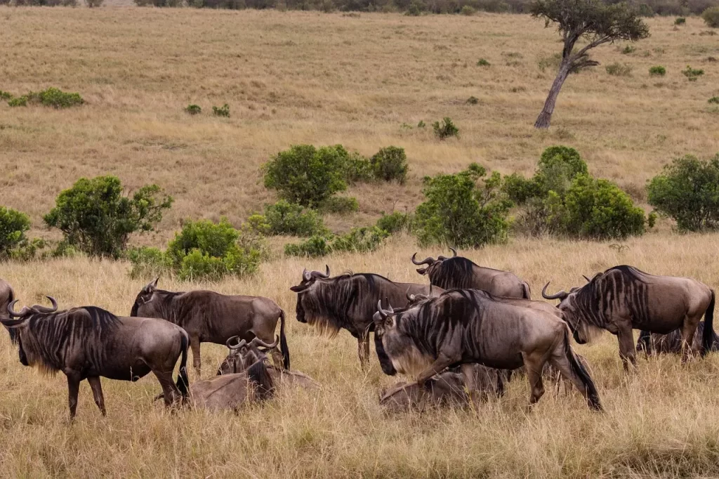 7 Days, Kenya Classic Safari. Kenya Safari Cost. Great wildebeest migration in Masai Mara