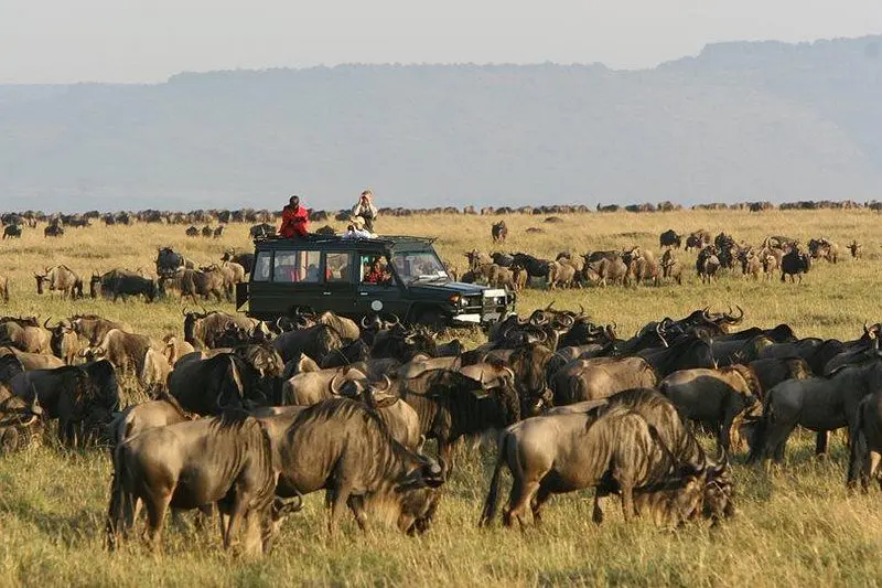 7 Days, Kenya Classic Safari. Kenya Safari Cost. Great wildebeest migration in Masai Mara