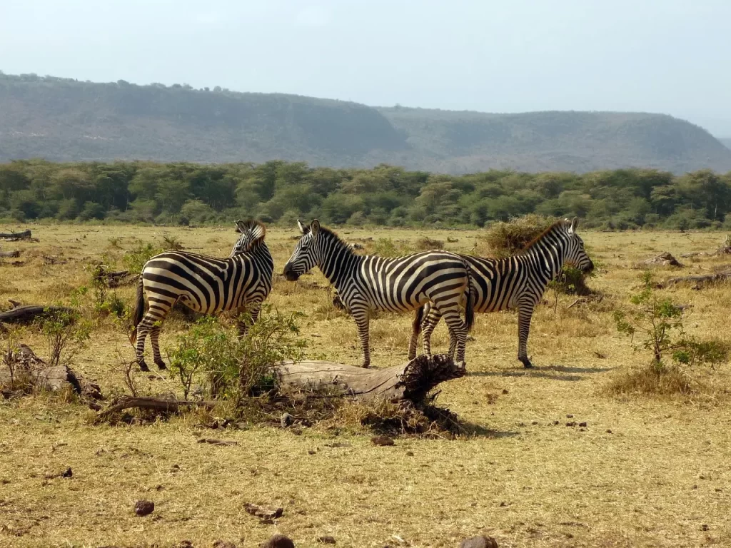 12 days Kenya Honeymoon Trip. Kenya safari cost from india. Zebras in Masai Mara Kenya.