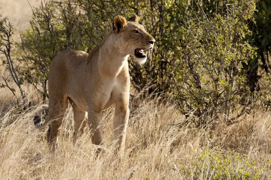 15 Days Kenya Masai Mara Safari. Best kenya safaris from india. Lion in Amboseli National Park.