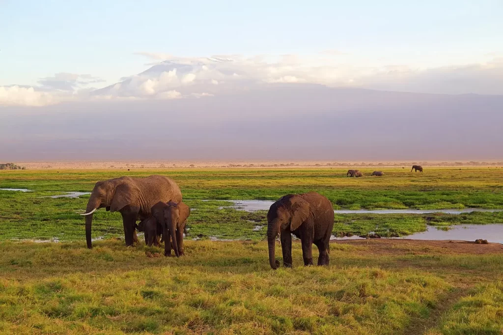 6 Days, Masai Mara Trip Cost. Best Kenya safaris from India. Africa Kenya safari. Kenya family safari. Game drives. Elephants in Amboseli National Park.