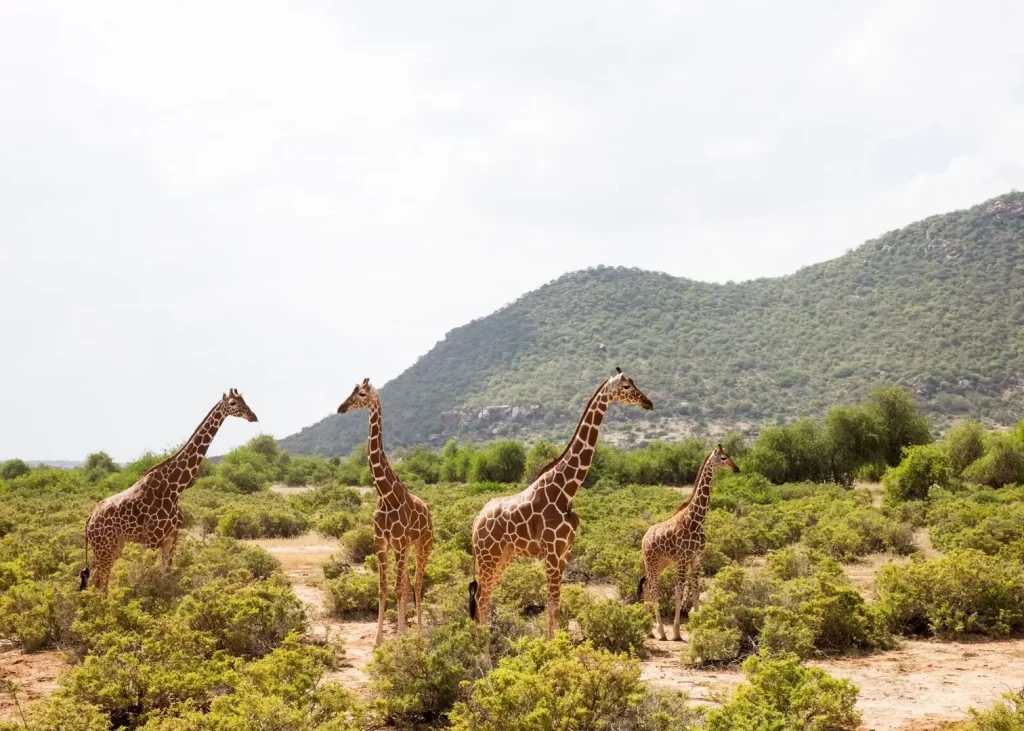 3 Days Kenya Masai Mara Safari. Safari holidays in Kenya. Giraffes in Samburu National Park.