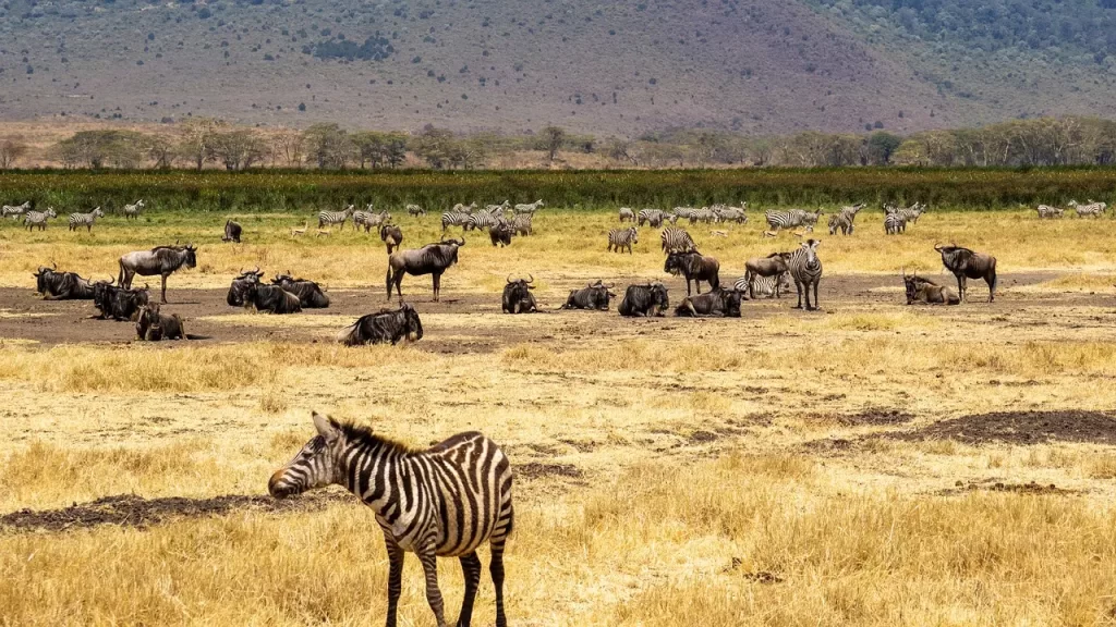3 Days Kenya Masai Mara Safari. Zebras and wildebeest in Maasai Mara.