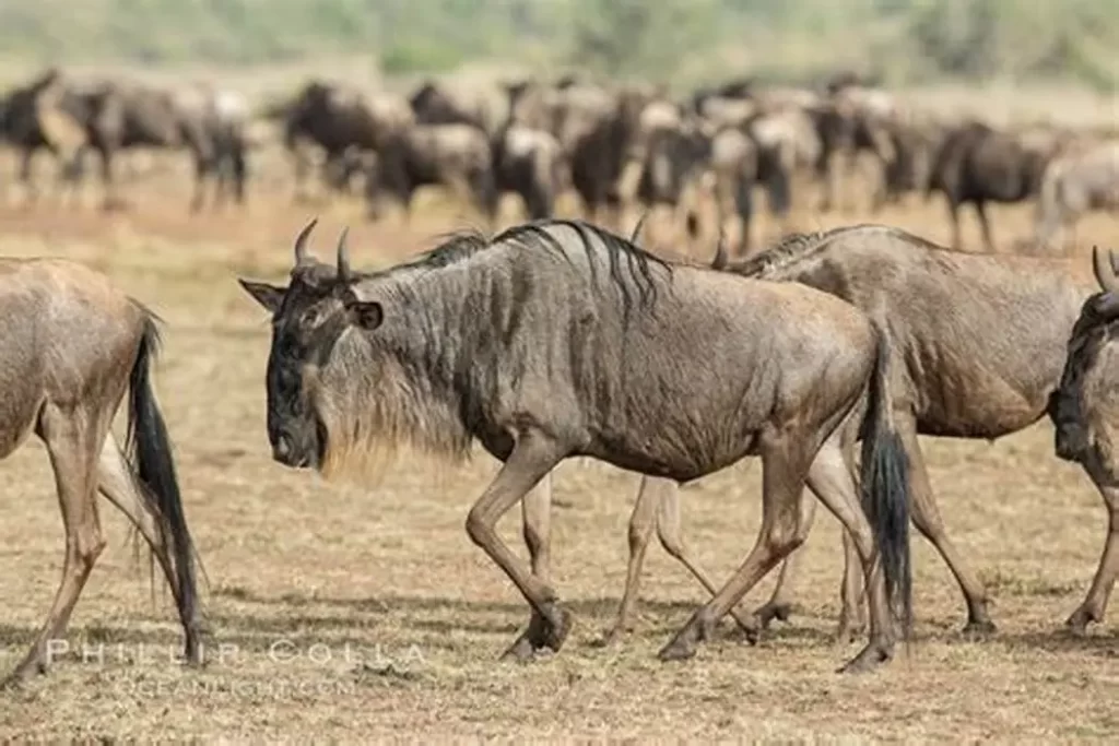 12 days Kenya Honeymoon Trip. Kenya safari cost from india. Kenya wildlife safari packages. Masai Mara wildebeest migration safari.