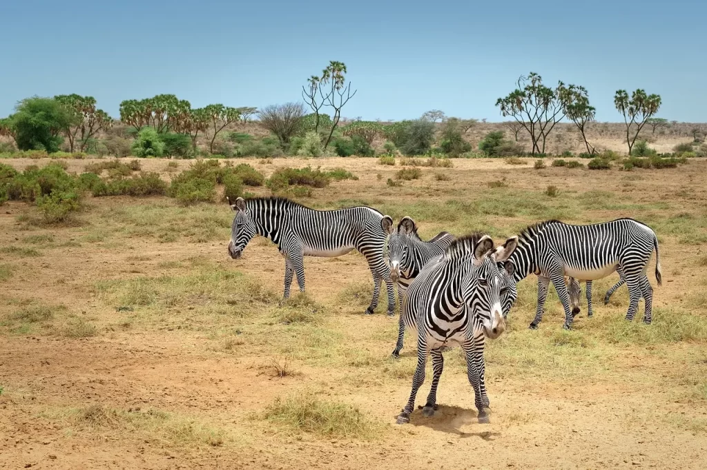 10 Days Kenya Itinerary. Zebras in Masai Mara Kenya. Zebras in Nairobi National Park.