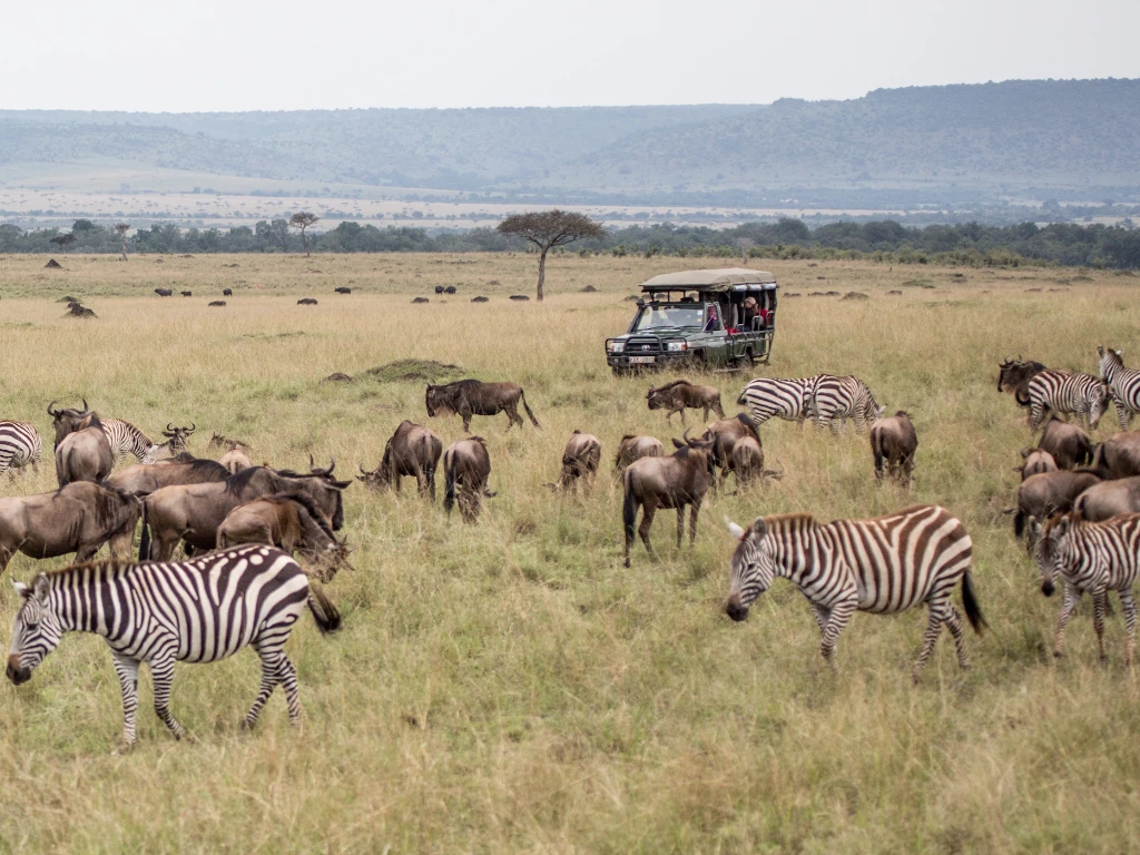11 days Kenya Luxury Package. Zebras and Giraffes During the wildebeest migration.