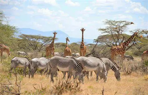 11 days Kenya Luxury Package. Giraffes and Zebras in Kenya Maasai Mara.