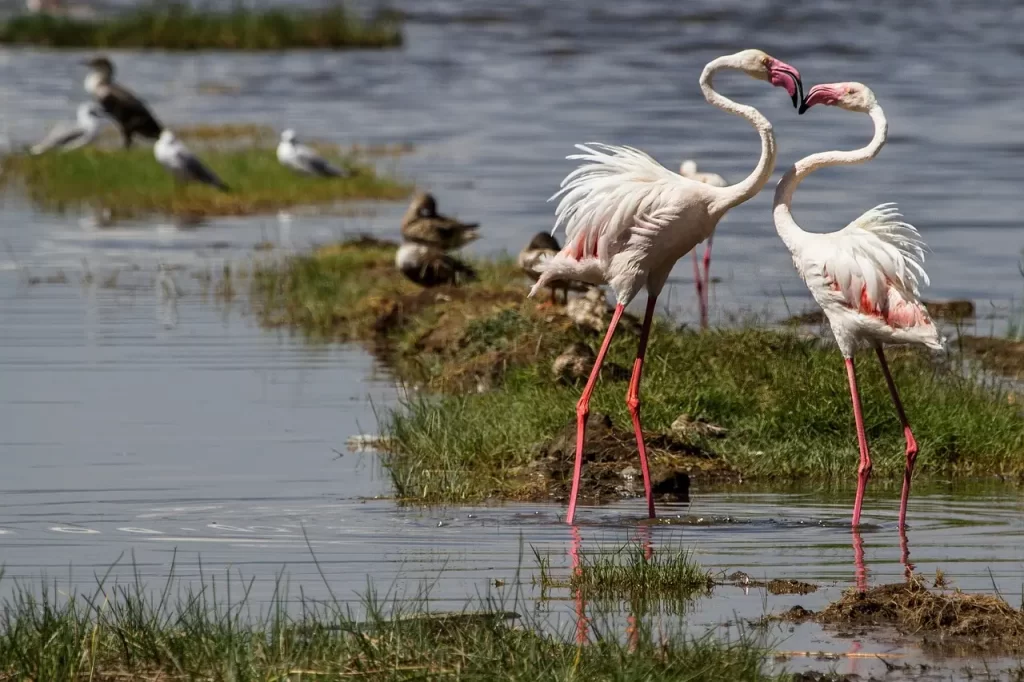 12 days Kenya Honeymoon Trip. Kenya safari cost from india. Flamingos in Lake Nakuru National Park.