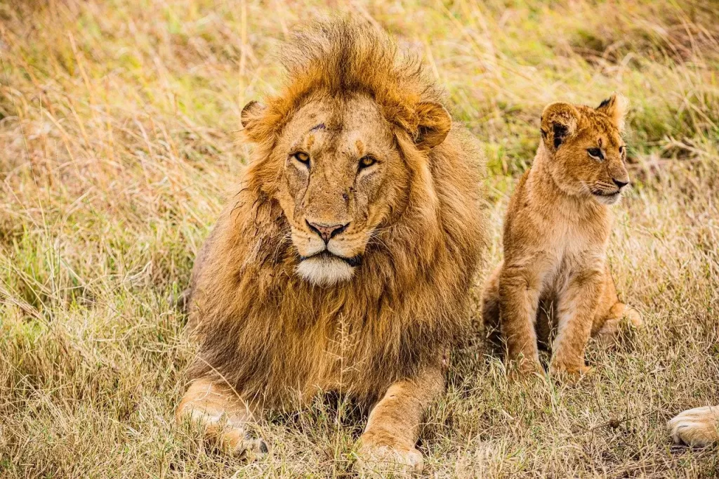 12 days Kenya Honeymoon Trip. Kenya safari cost. Lions in Kenya Maasai Mara game reserve