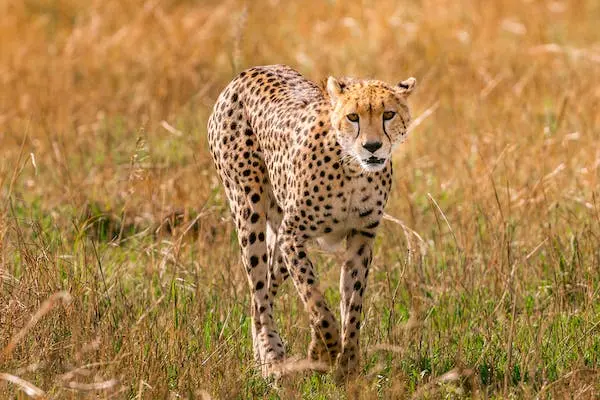 A cheetah stalking after a prey