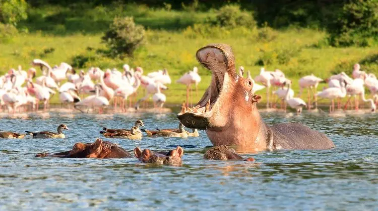 Beautiful scenes of flamingos and hippos at lake Naivasha