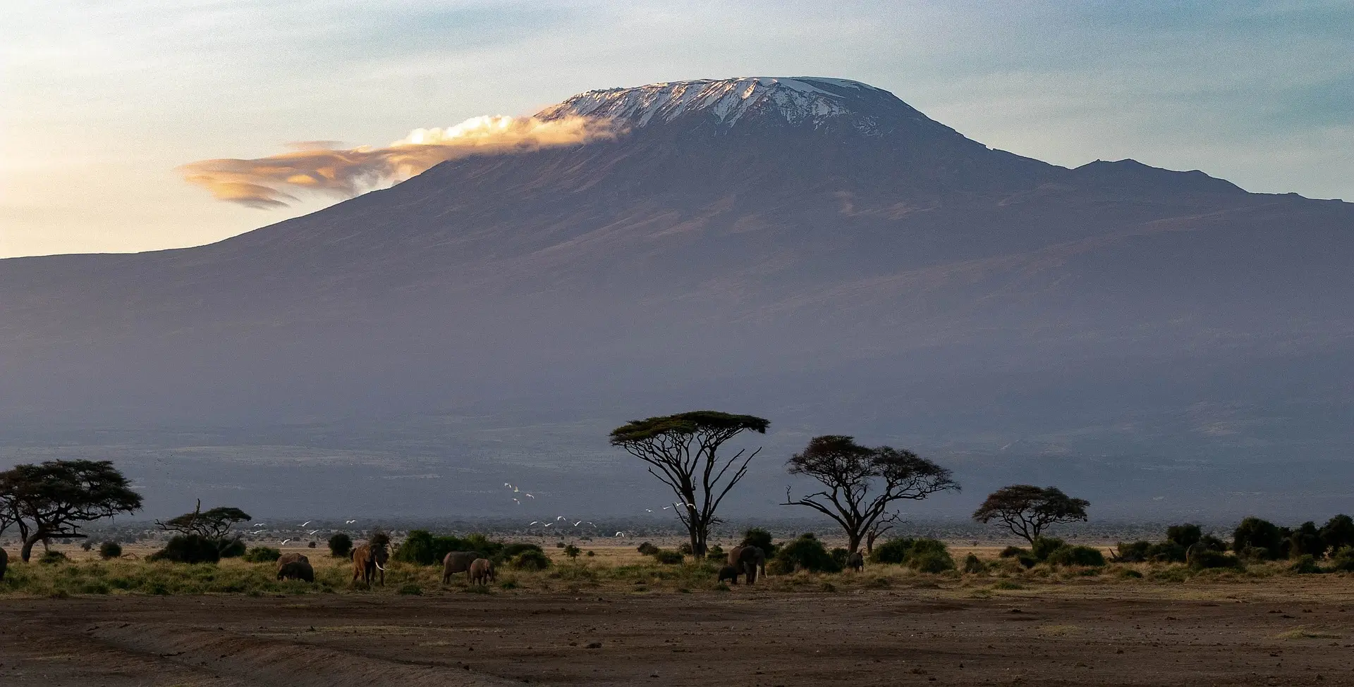 Kenya safari holiday - You could also head straight from your Nairobi hotel into the heart of Amboseli, an elephant paradise.