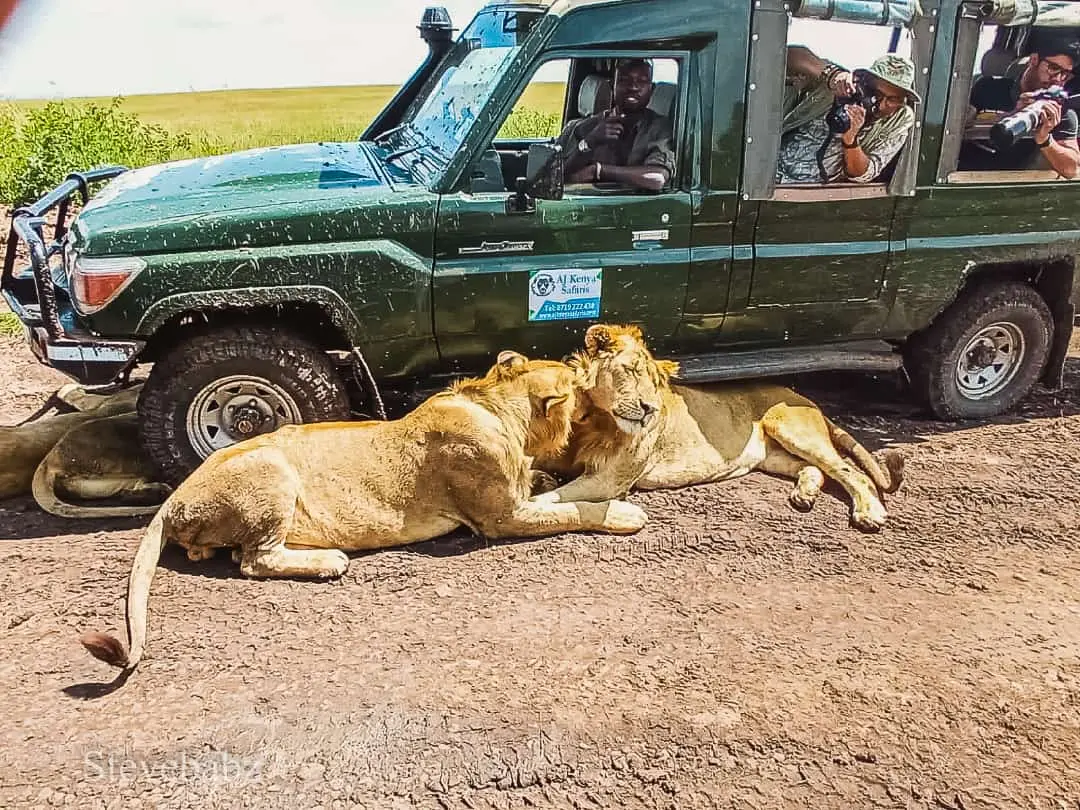 Our Guests during game drives in Masai Mara National Reserve.