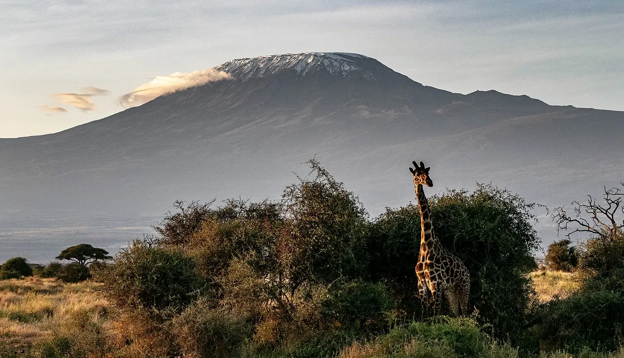 Kenya Wildlife safari Packages - Giraffes against the videos of Mount Kilimanjaro in Amboseli National park.