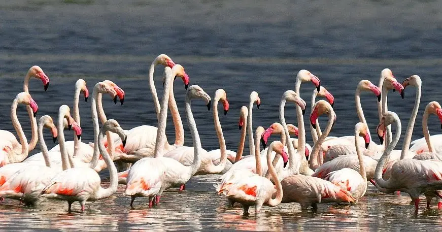 Flock of flamingos wading in the shallow waters of Lake Naivasha