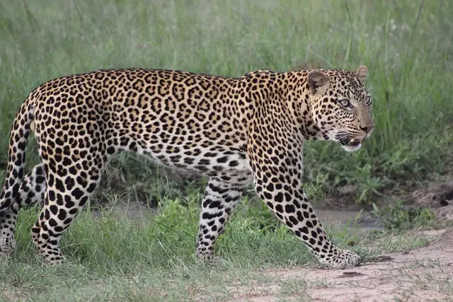 Leopard on the prowl in the Masai Mara