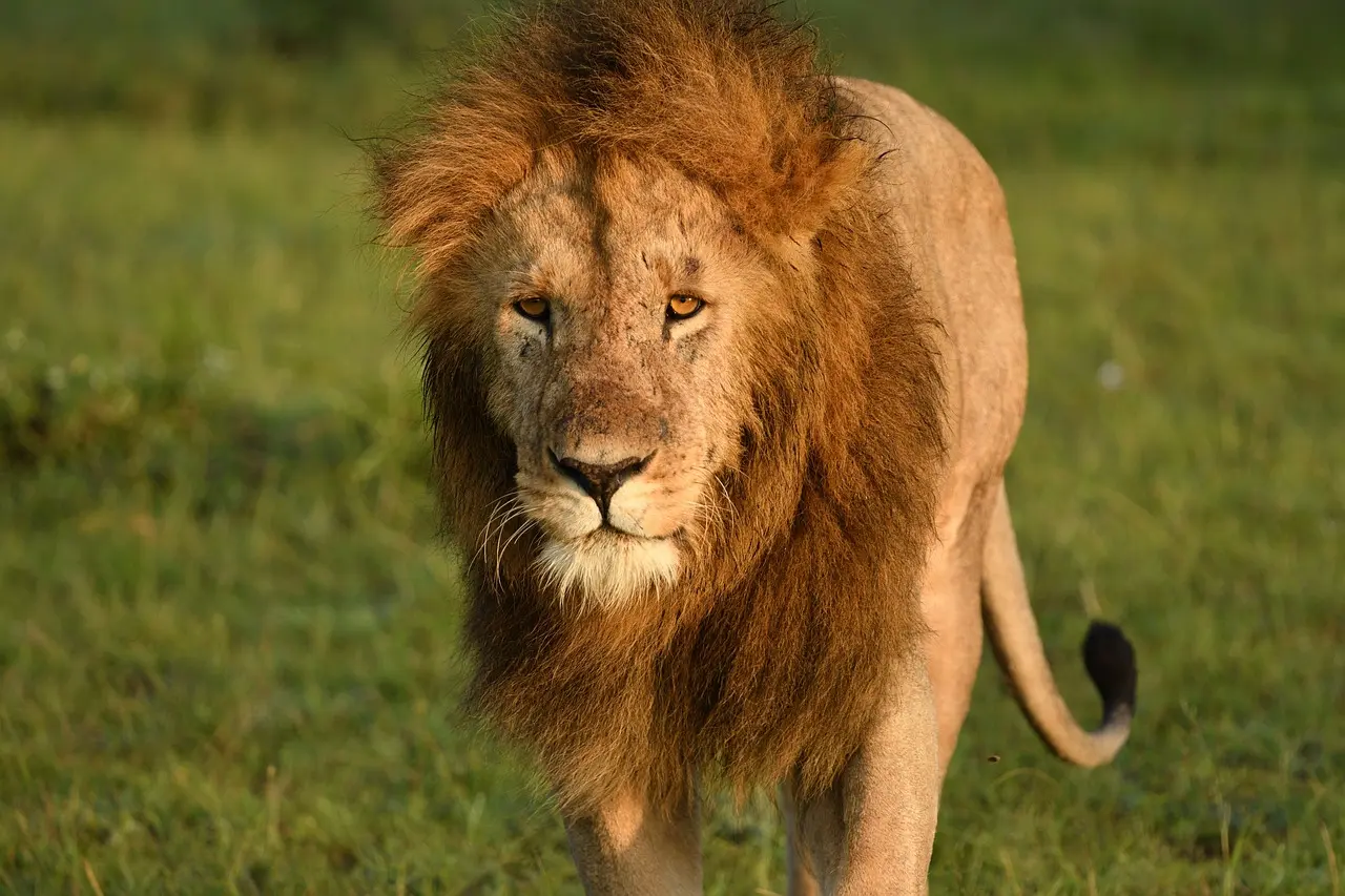 African lion, Masai game reserve