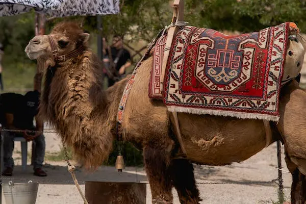 International Camel Derby