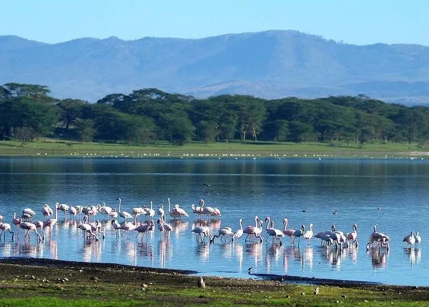 A delicate balance to preserve the ecosystem’s biodiversity in lake Naivasha