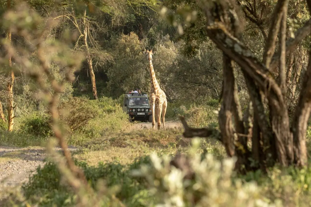 Safari cruiser, Kenya during game drives as guests spotted and stopped to see and photograph a giraffe. Kenya holiday packages.