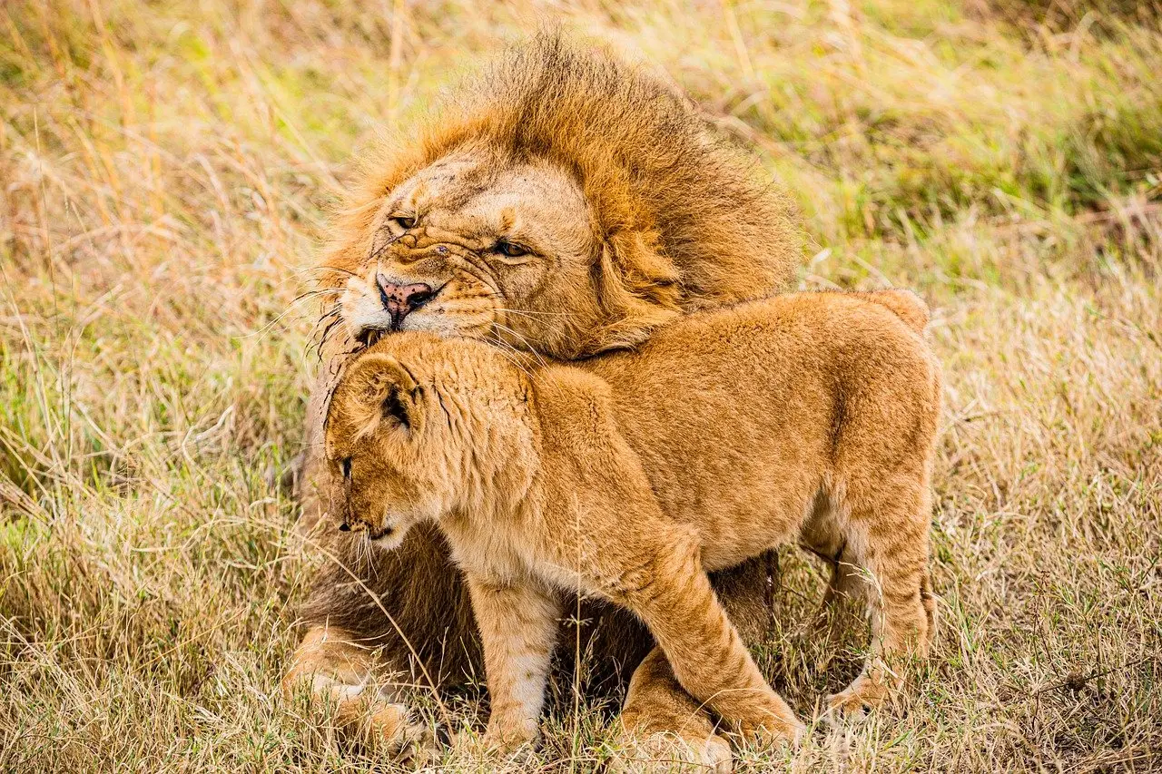 Kenya jungle safari packages - Lions and a cub in Masai mara National reserve.