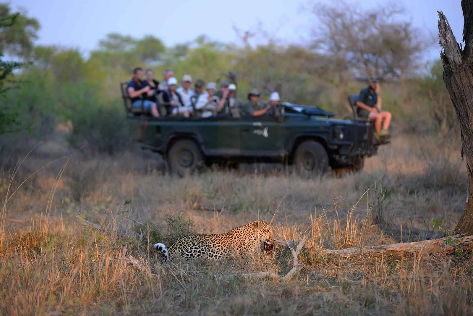 Tourists viewing animals during a game drive
