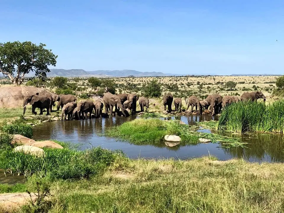 Wildebeest migration Safari - Elephants in Serengeti Tanzania