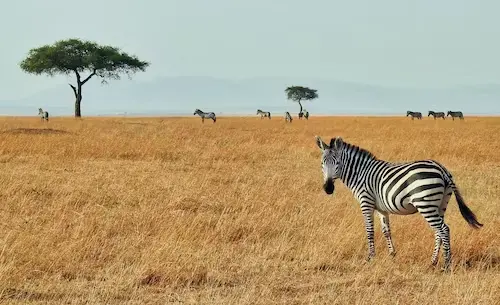 Zebras grazing during the short rains in Kenya