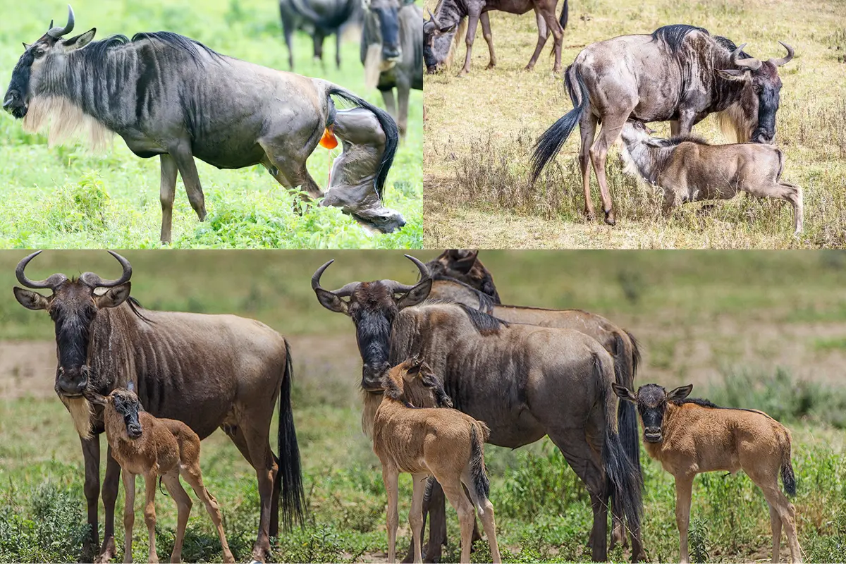 Serengeti calving season