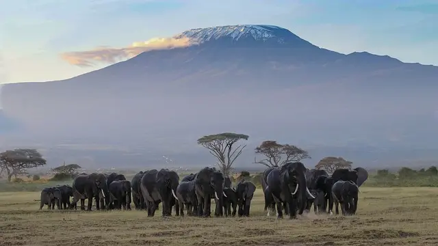 Elephants, Amboseli Kenya