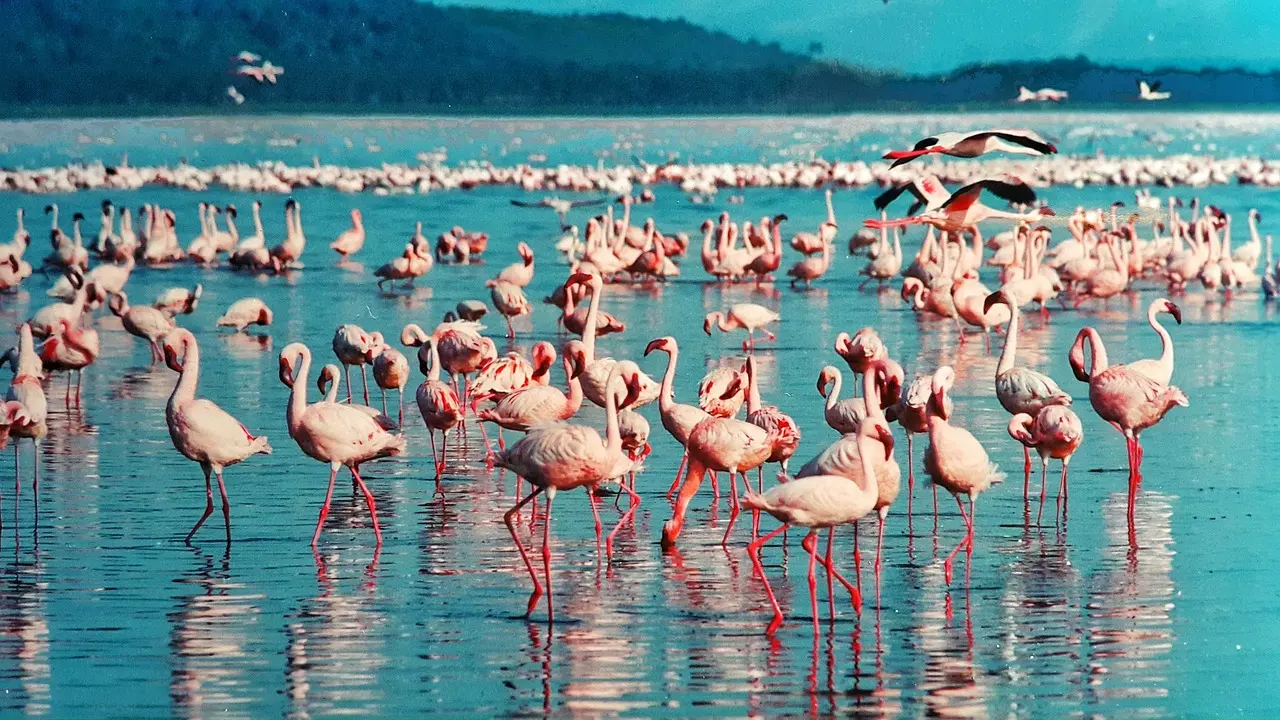 Gorgeous flamingos in Lake Nakuru