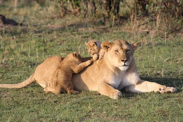 Kenya safari packages - Lioness and cubs spotted during game drive in MasaI Mara Kenya.