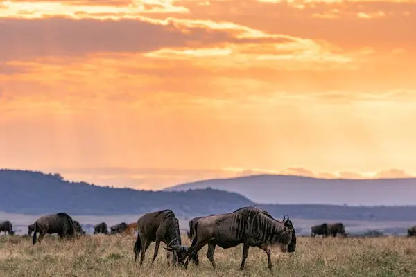 Masai Mara Best time to visit - A shot of wildebeest herd migration