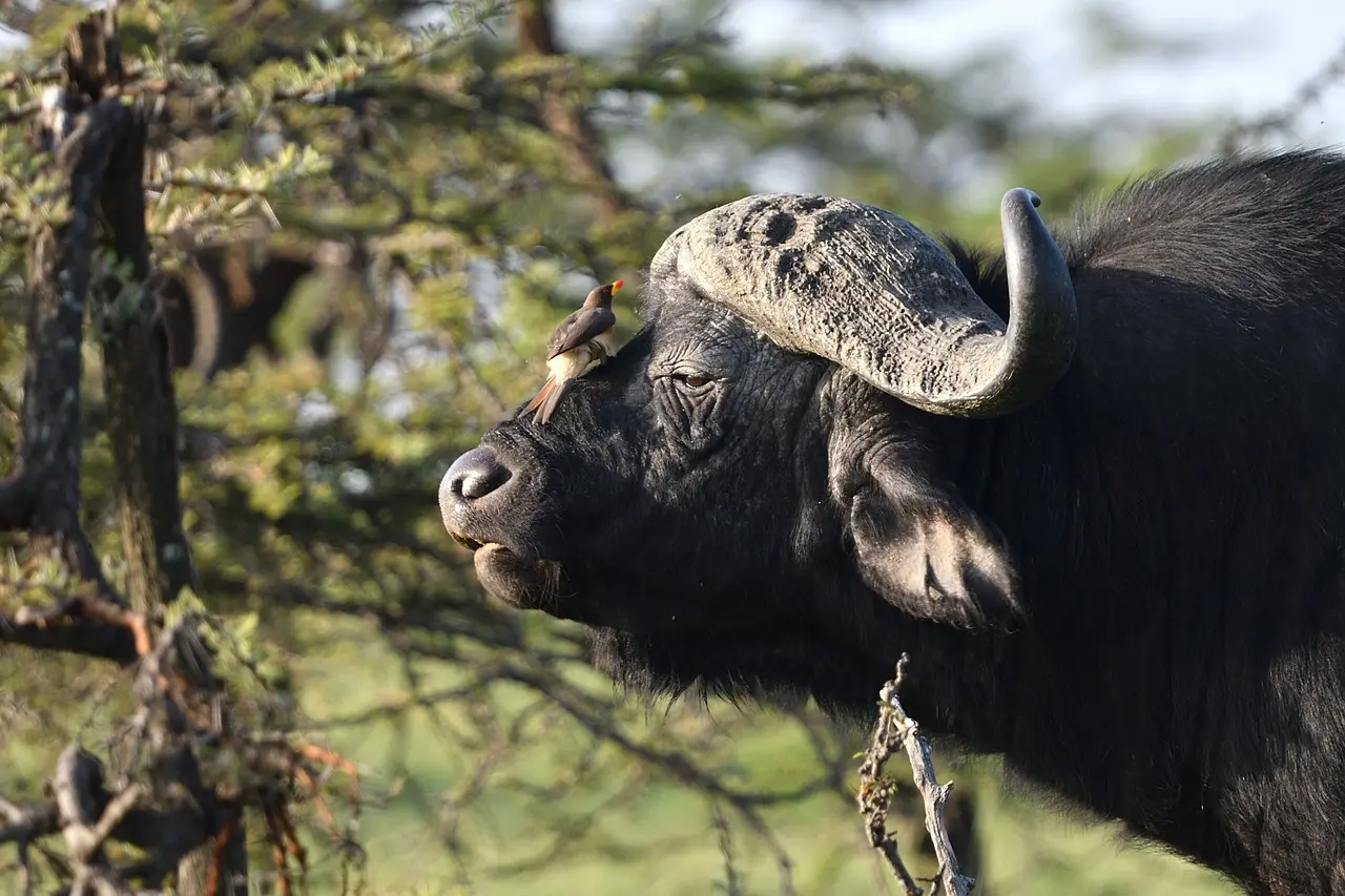 Buffalo in Samburu National Park. Kenya Tourism Packages.