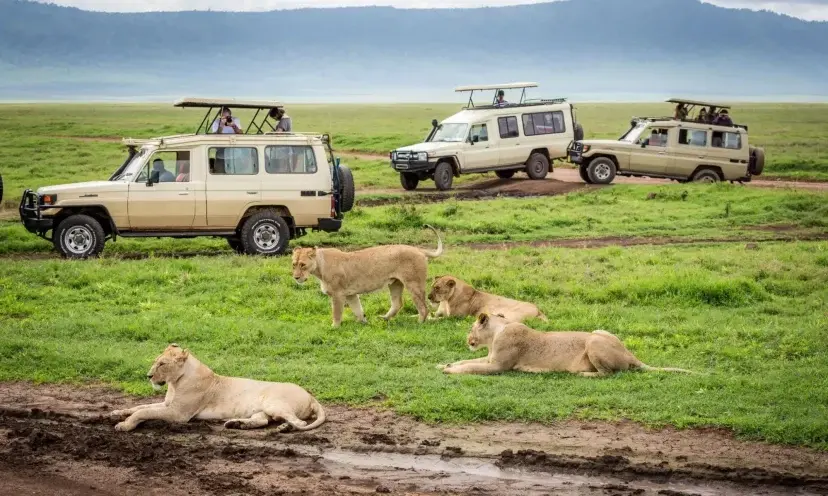 Masai Mara Trip Cost - Guests spotting a pride of lions while in Masai Mara National Reserve for game drives using 4x4 safari land cruisers.