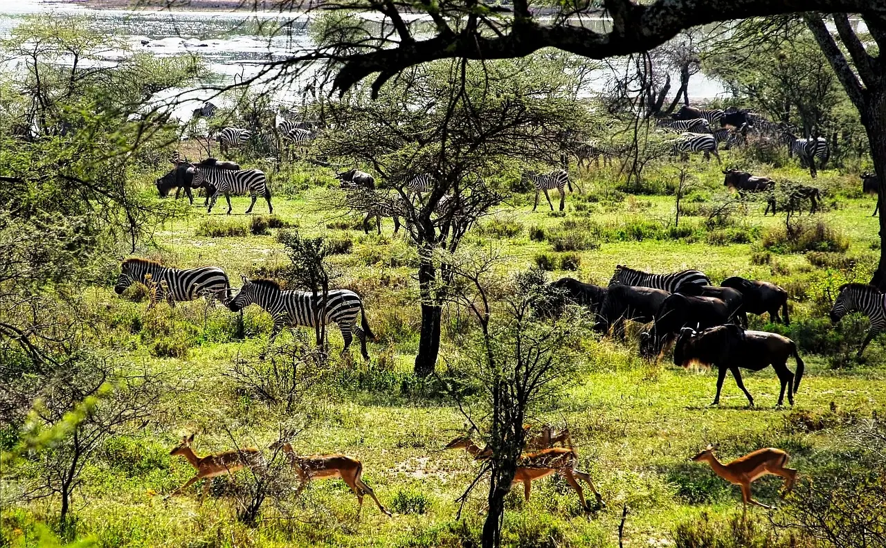 Kenya best time to visit - Lions, Best time to Visit Maai Mara Kenya - Guest behind a safari vehicle viewing wildlife.