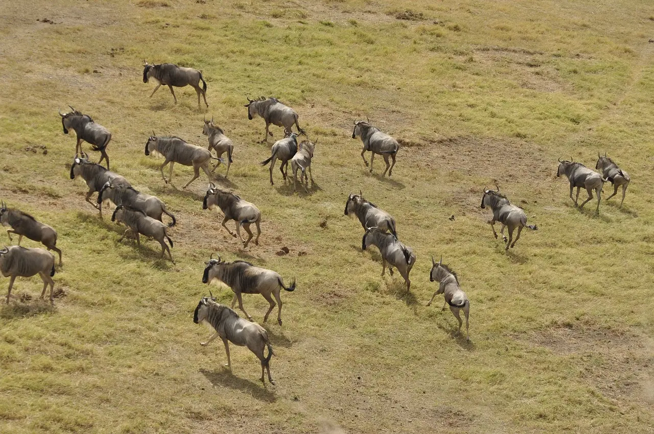 Wildebeests migrating through Serengeti grasslands - Serengeti Migration